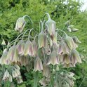 Nectaroscordum siculum fleur